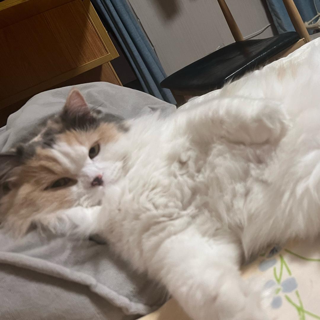 聪明呱呱