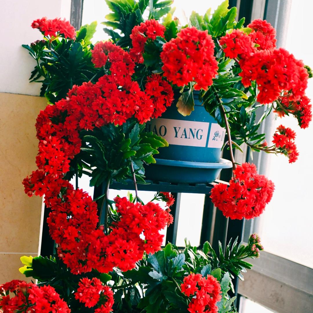 爱养花的笑笑339