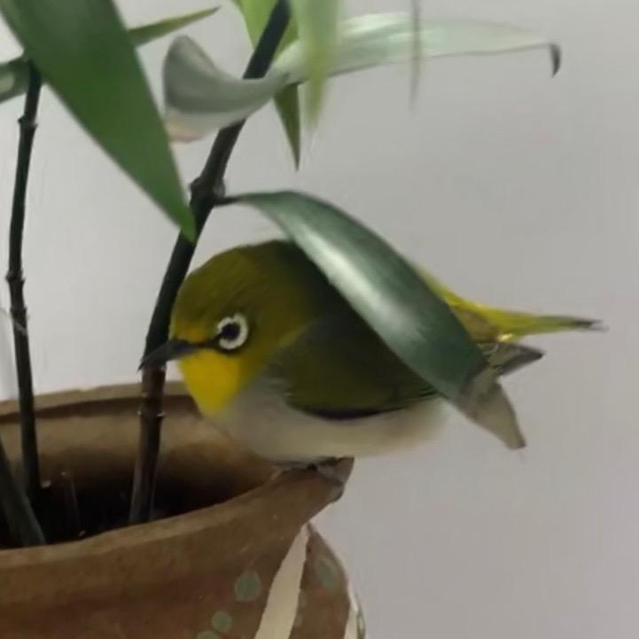 绣逗