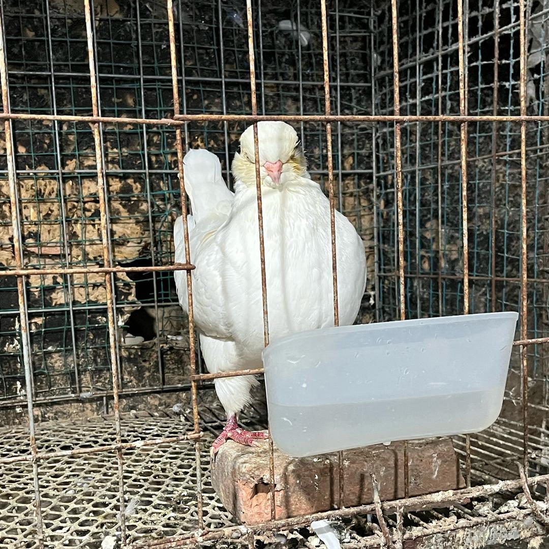 豫N小鸽舍，（小号），威～威