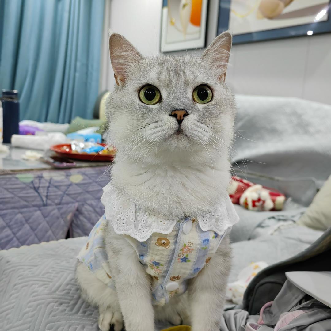 银渐层皮皮的日常