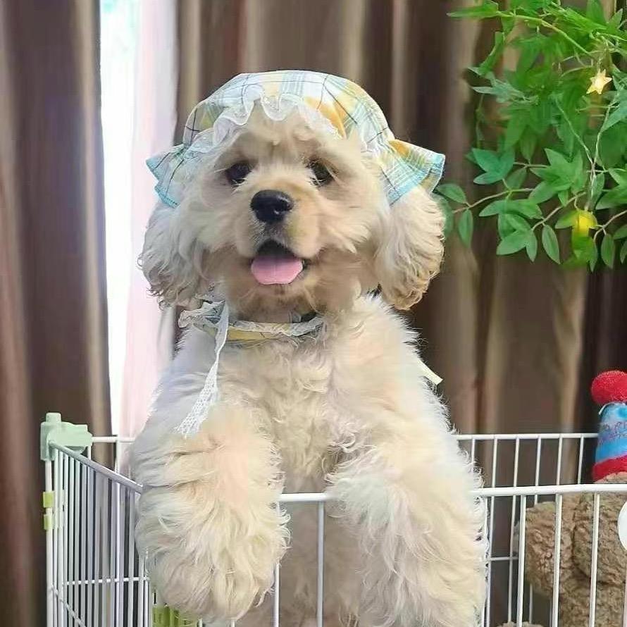 新脸版甜美系美卡