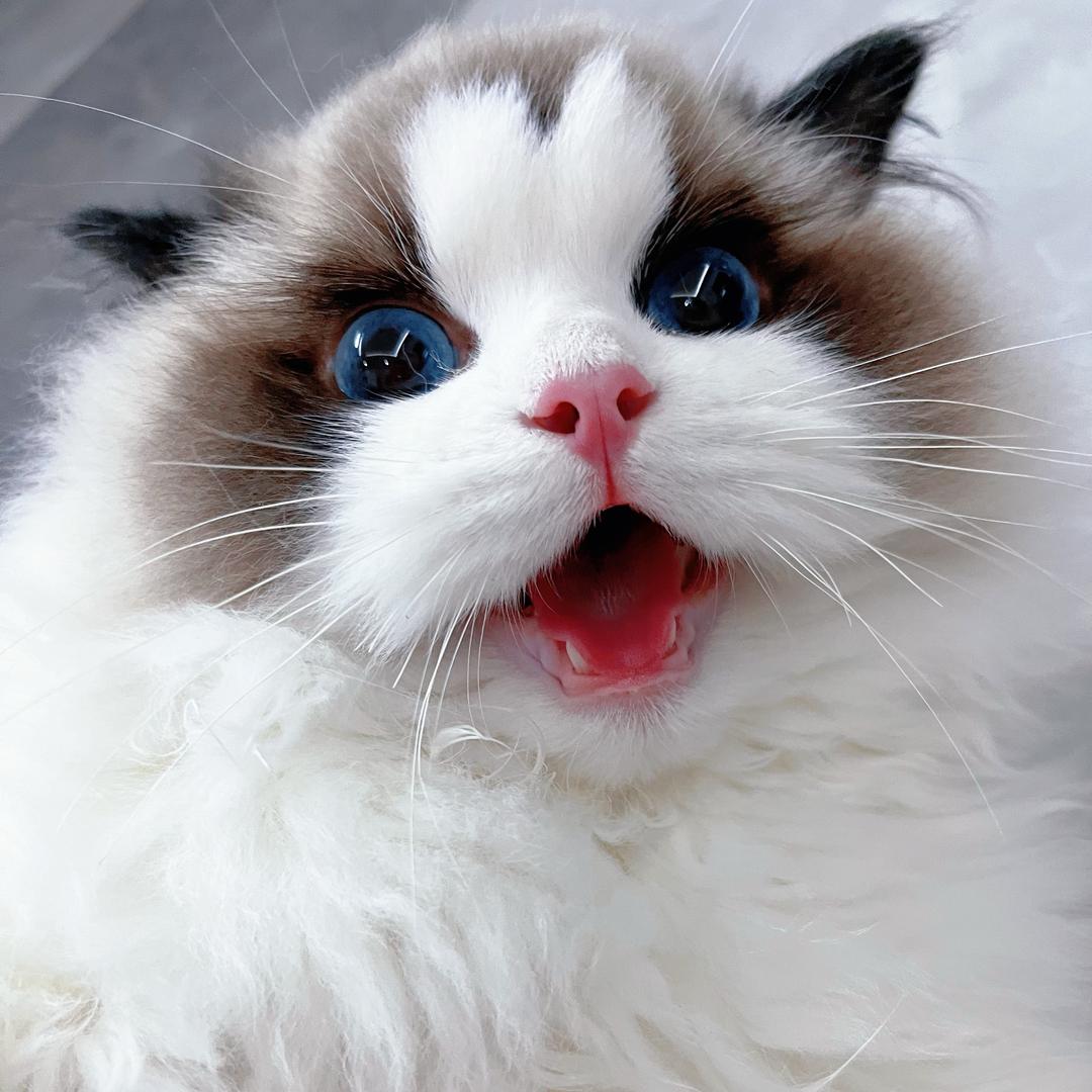 布偶猫小桃心
