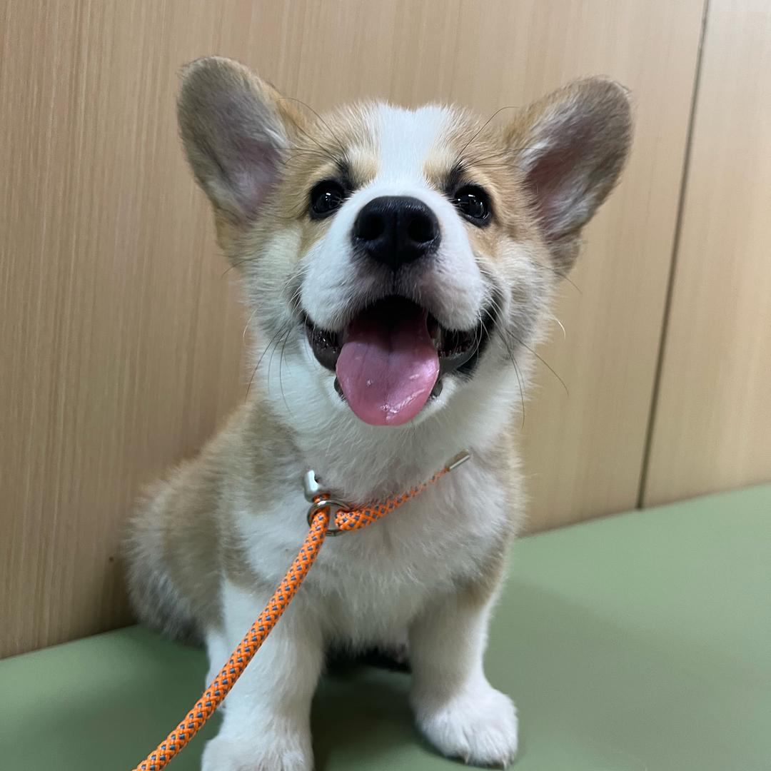 多乐酱🐾（臭狗换牙版）