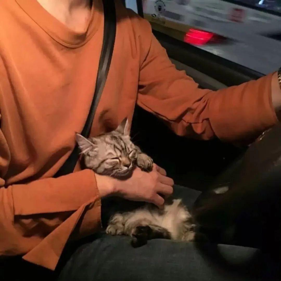 梨猫