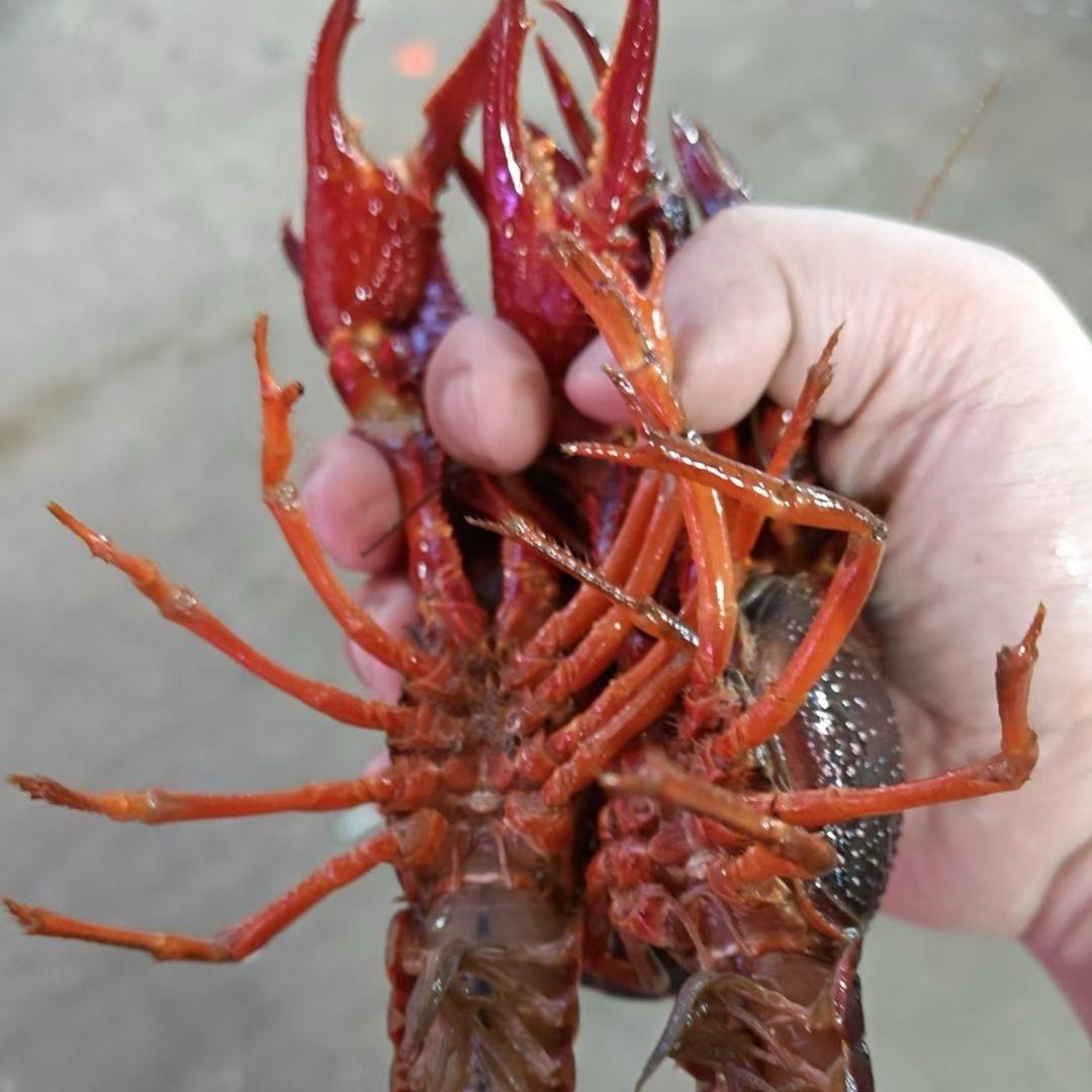 @阿辉水产🦞🦀