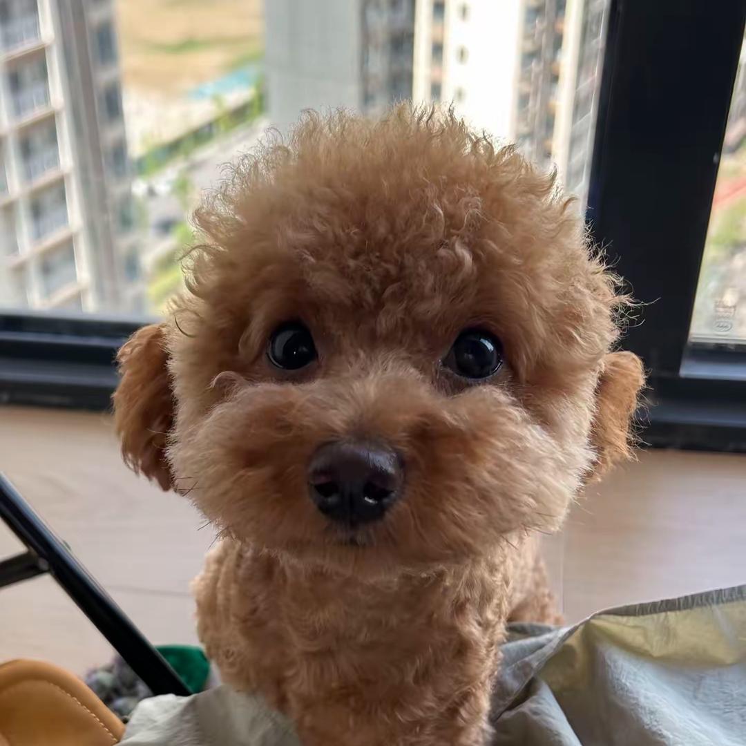 马鹿马鹿马鹿希尔对我一心一意