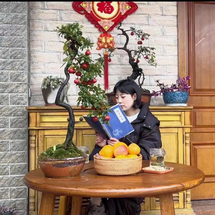川派名师盆境(皮皮)