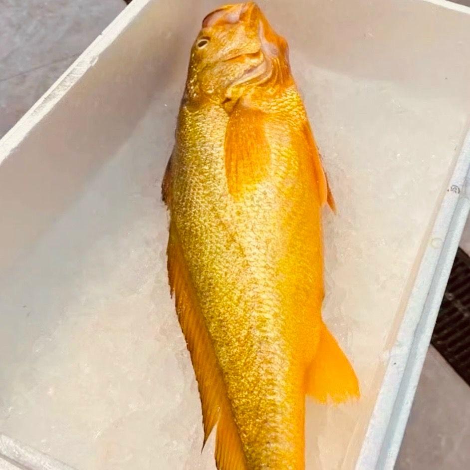 🐠鱼世界🐟