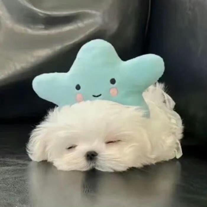 忙碌小狗