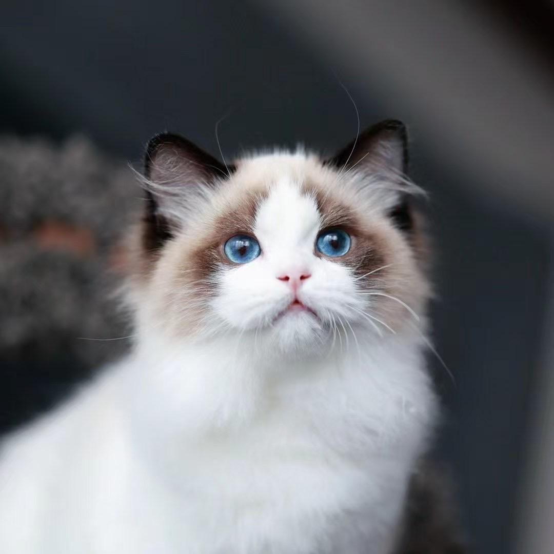 Snowhouse ragdoll