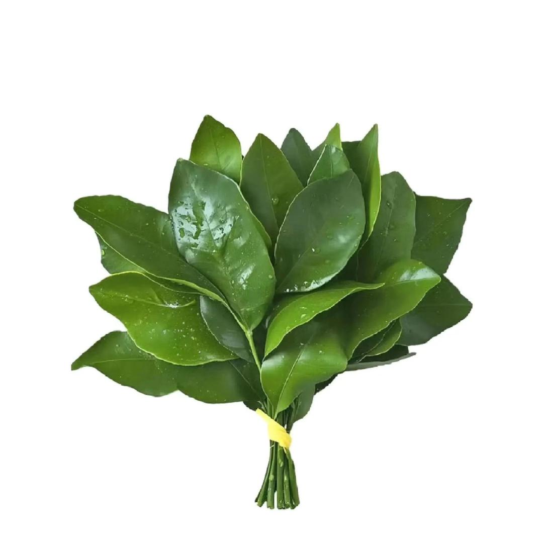 拒绝摆烂鱼