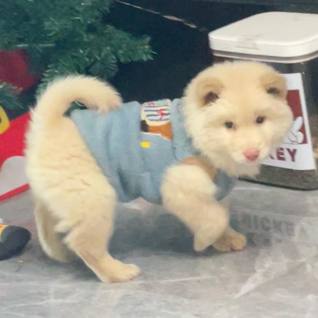 麦🐶咪🐱的小时光