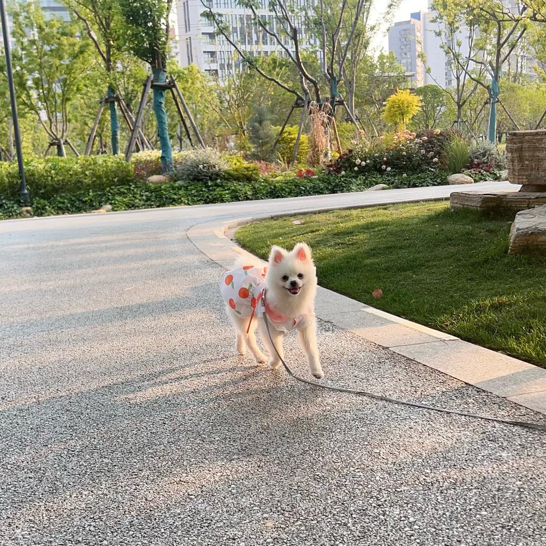 生生是小博美💖