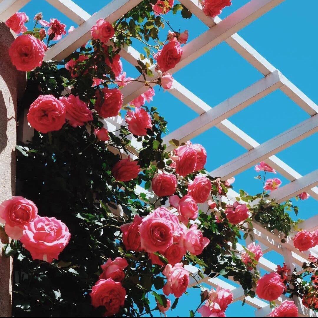 花季🌹