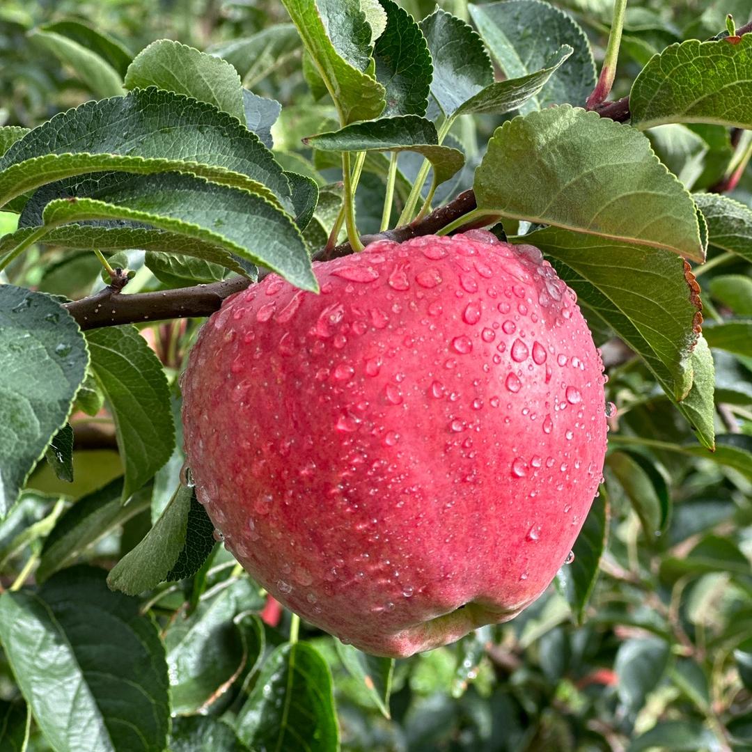 昭通苹果（代办）