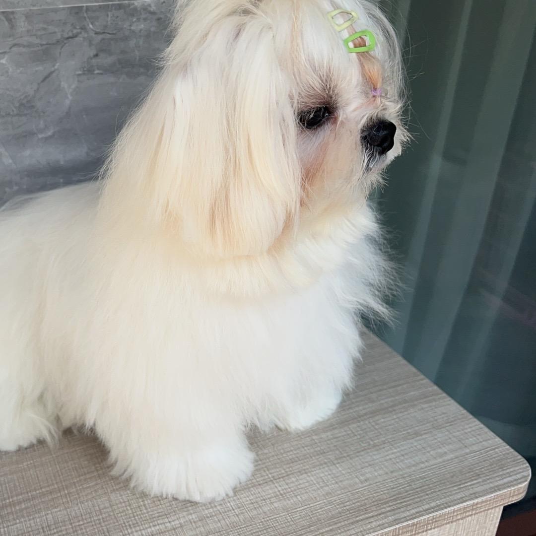 真猪胖小宝