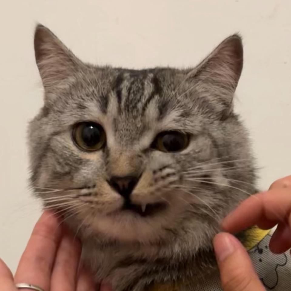 弟弟是只猫