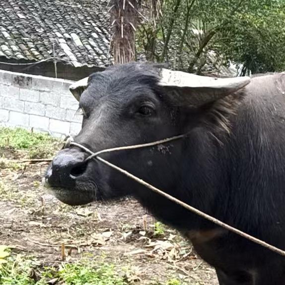 王歌 斗牛专用💊出售