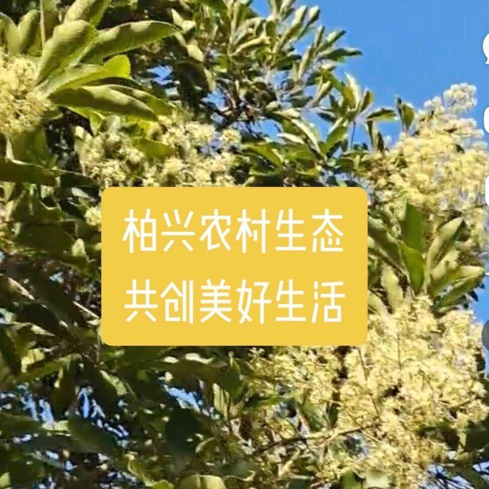 柏兴