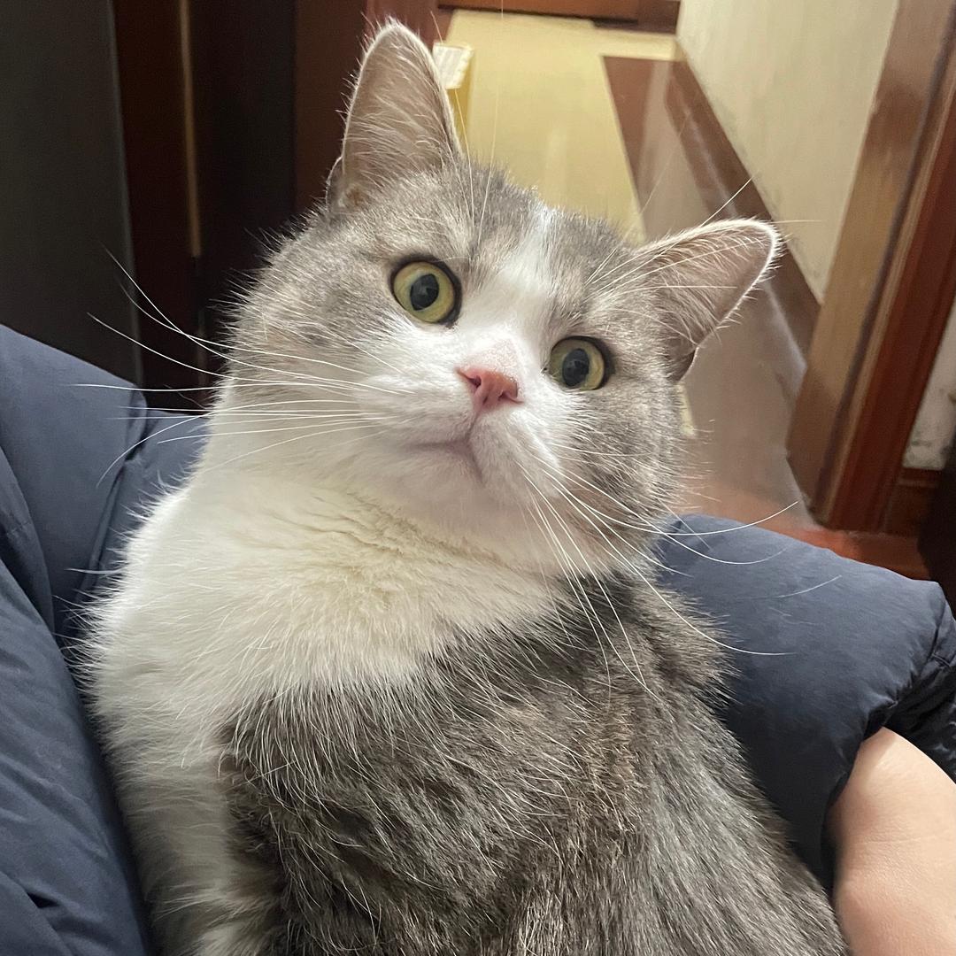 歆歆子（活着版）