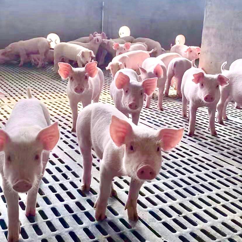 养猪的小东(楼房养殖场)