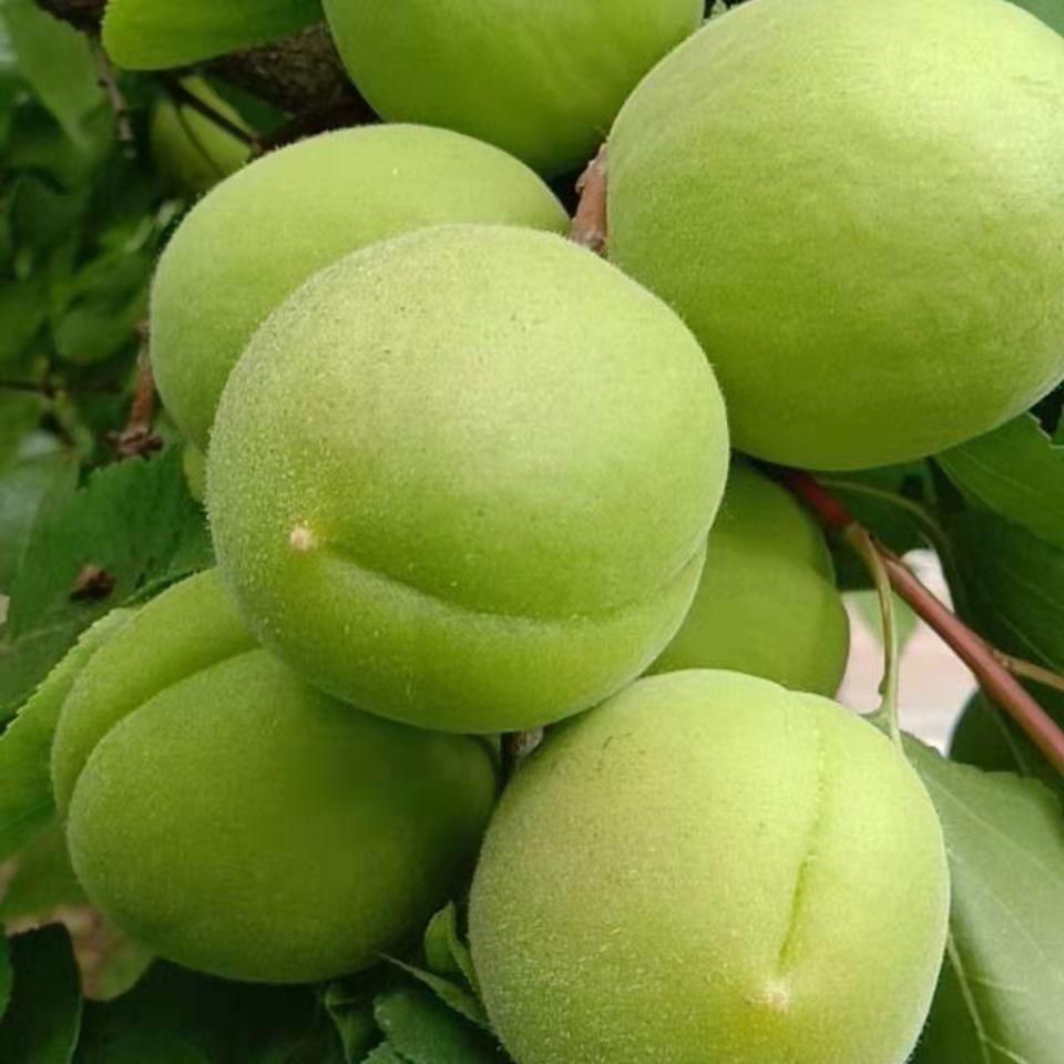 小甜甜鲜果（酸杏季）
