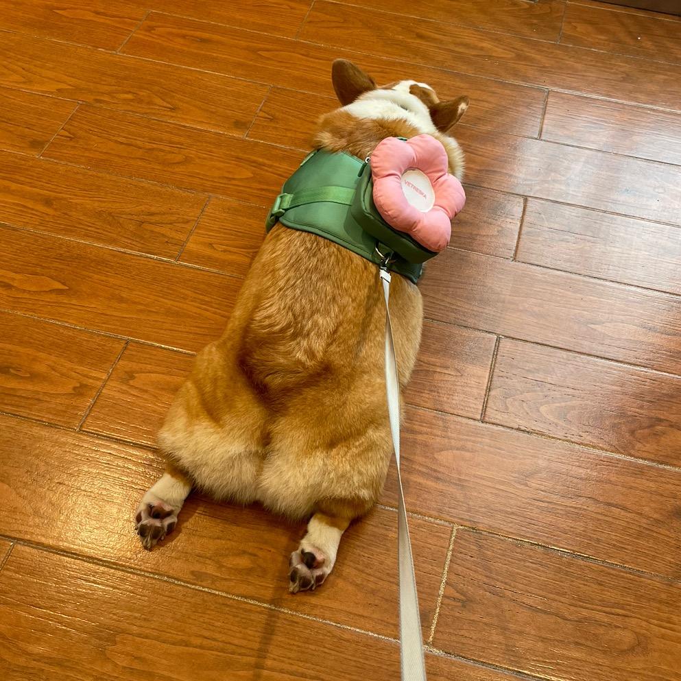 茶茶爱发朋友圈