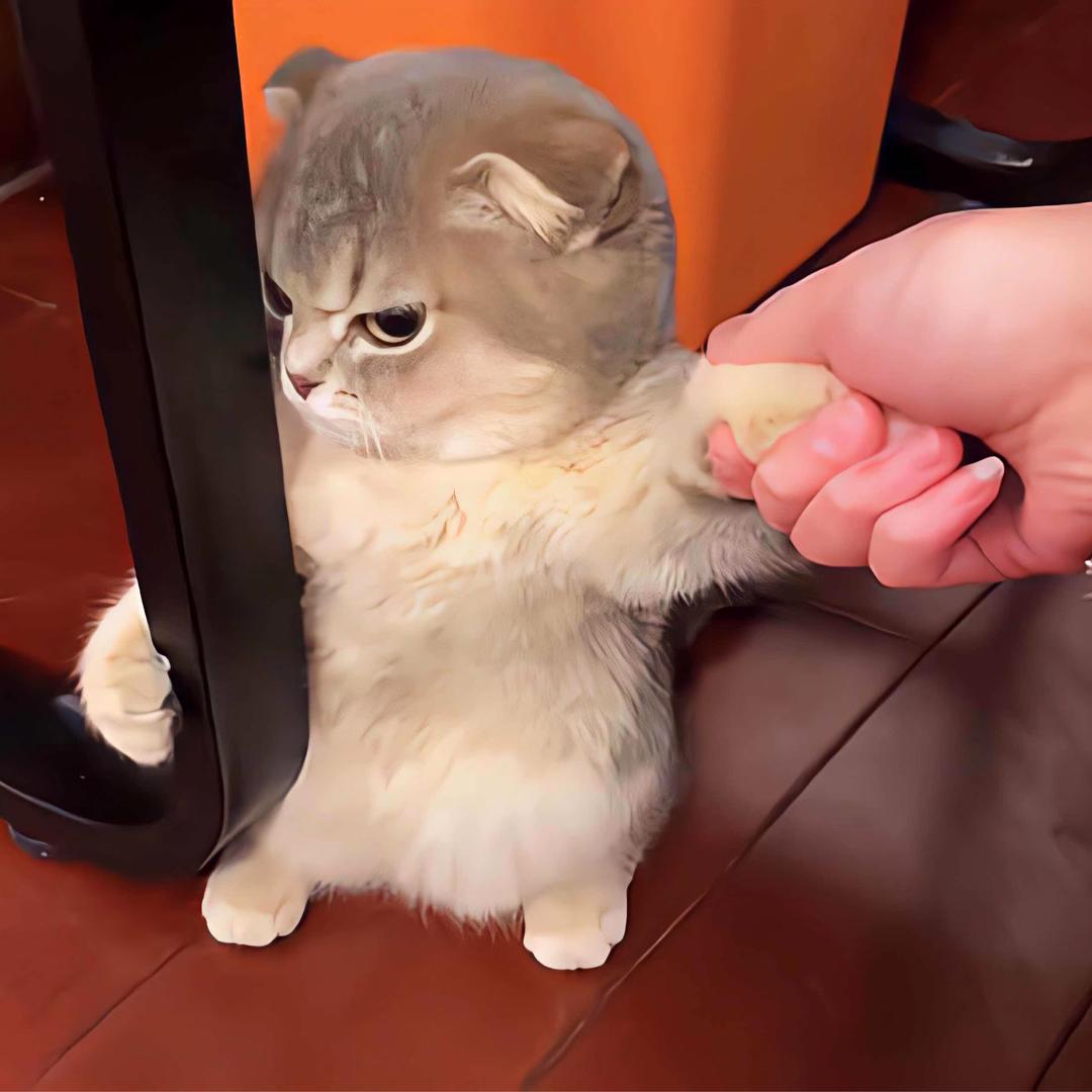 水芒果