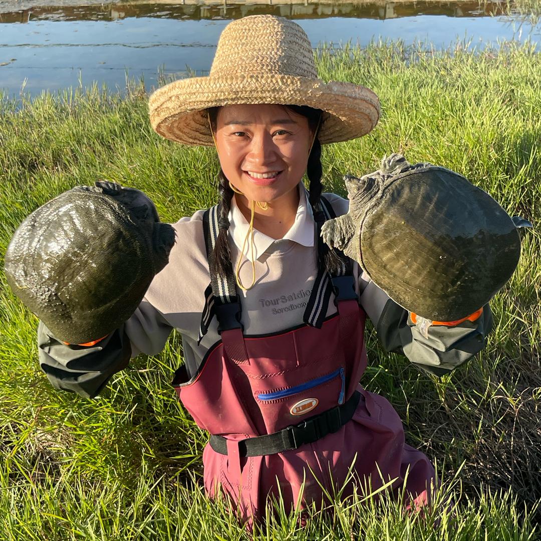 霞妹子生态甲鱼