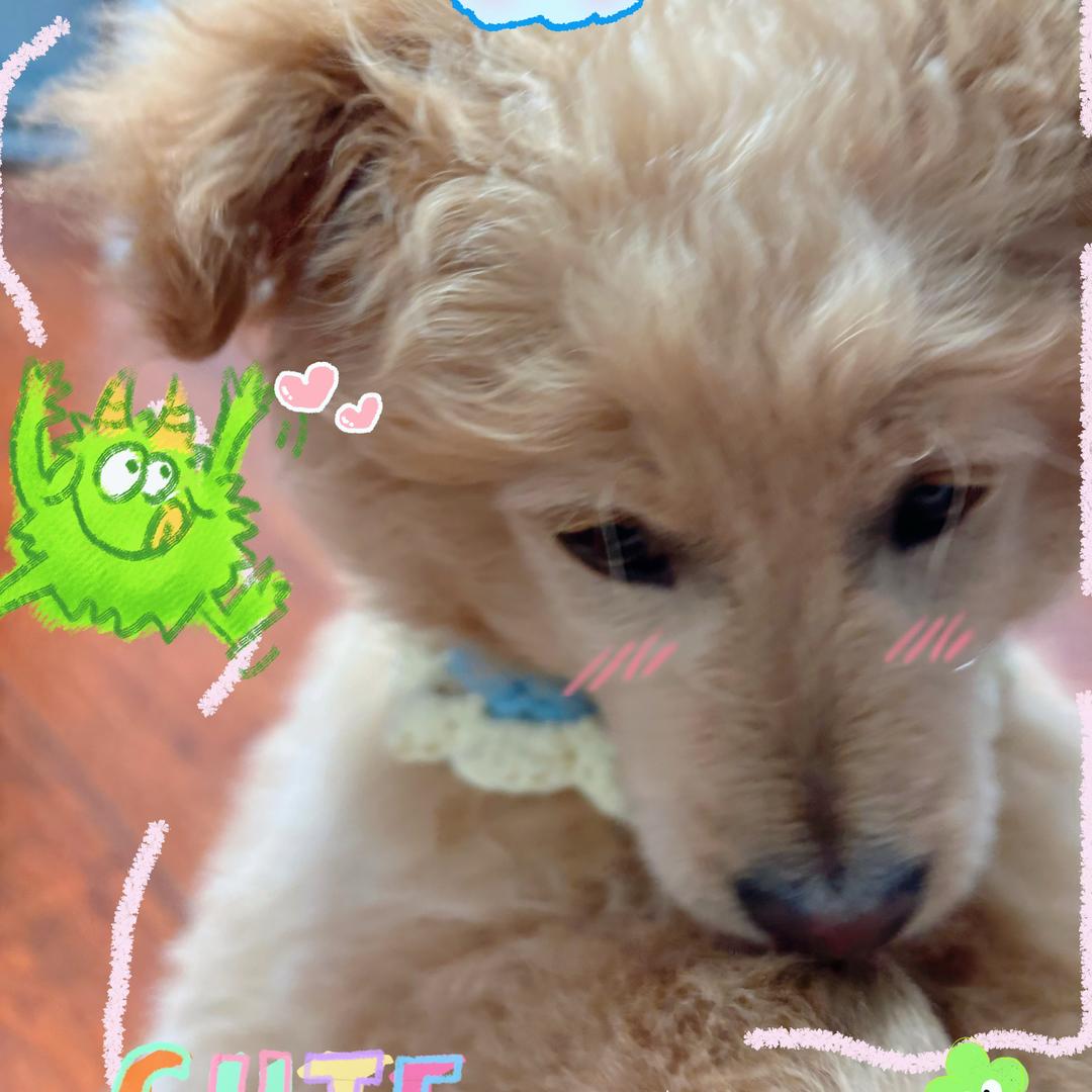 蛋挞是拉屎大王💩