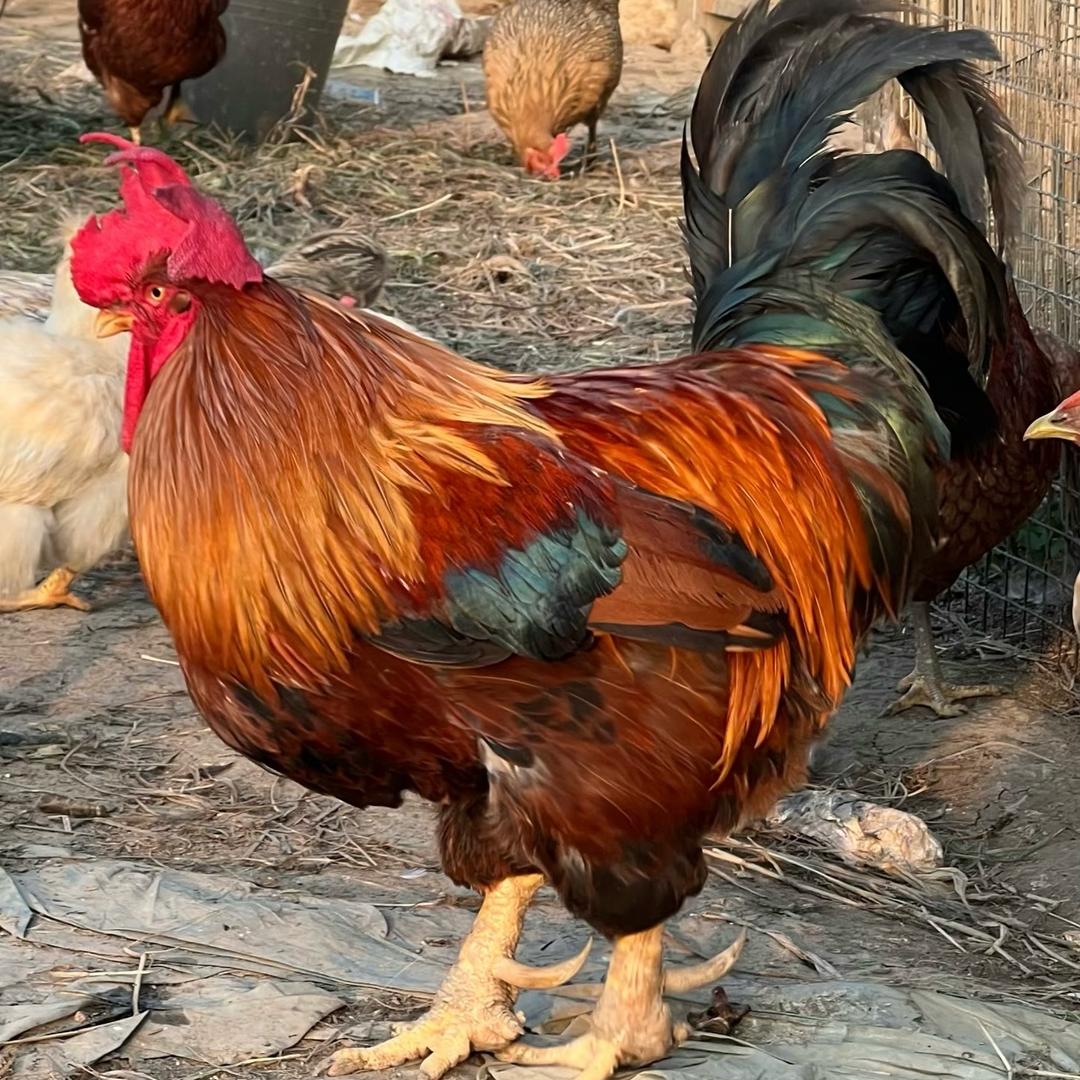 精选优质土鸡