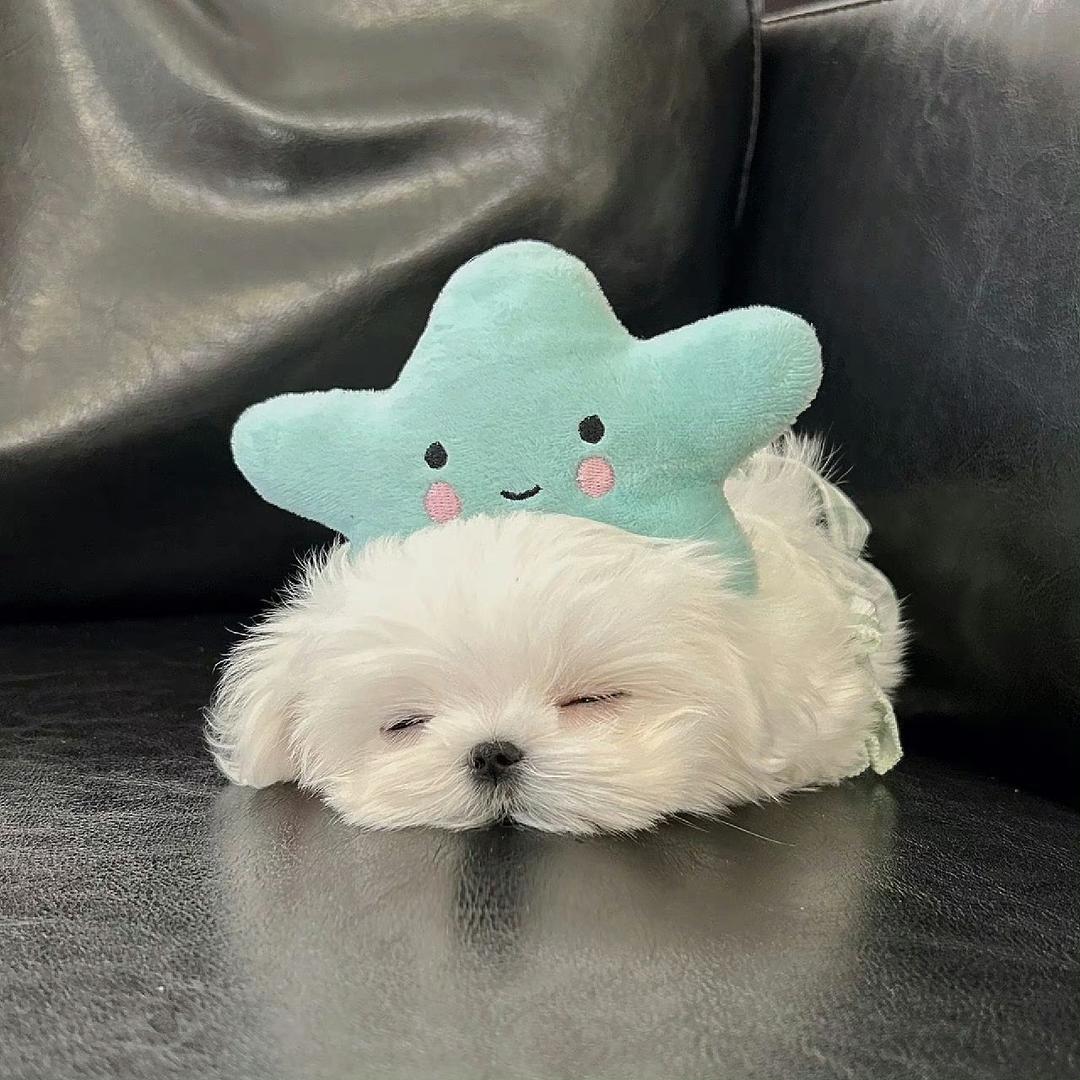 huahua- OvO