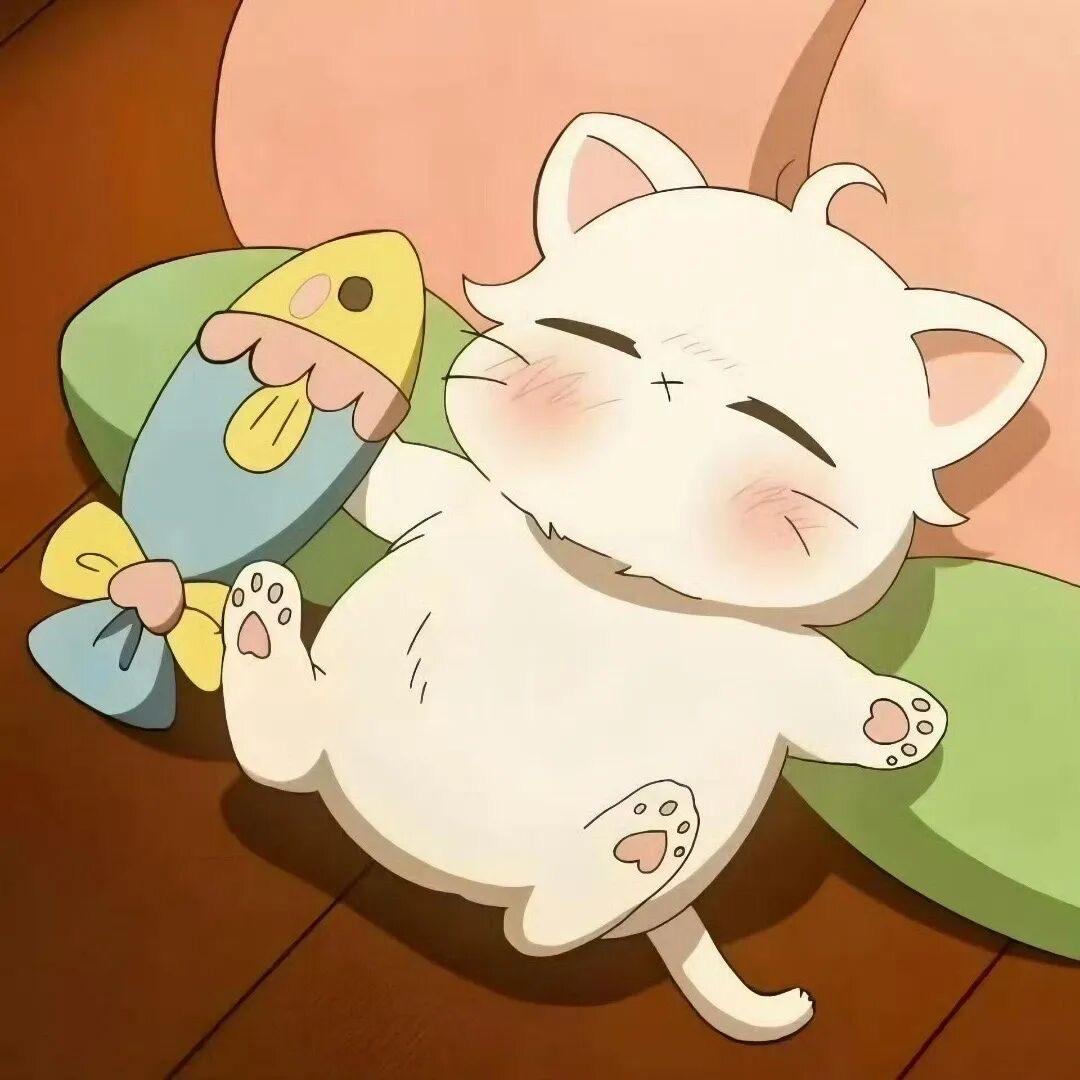 麦兜长不大.🐾