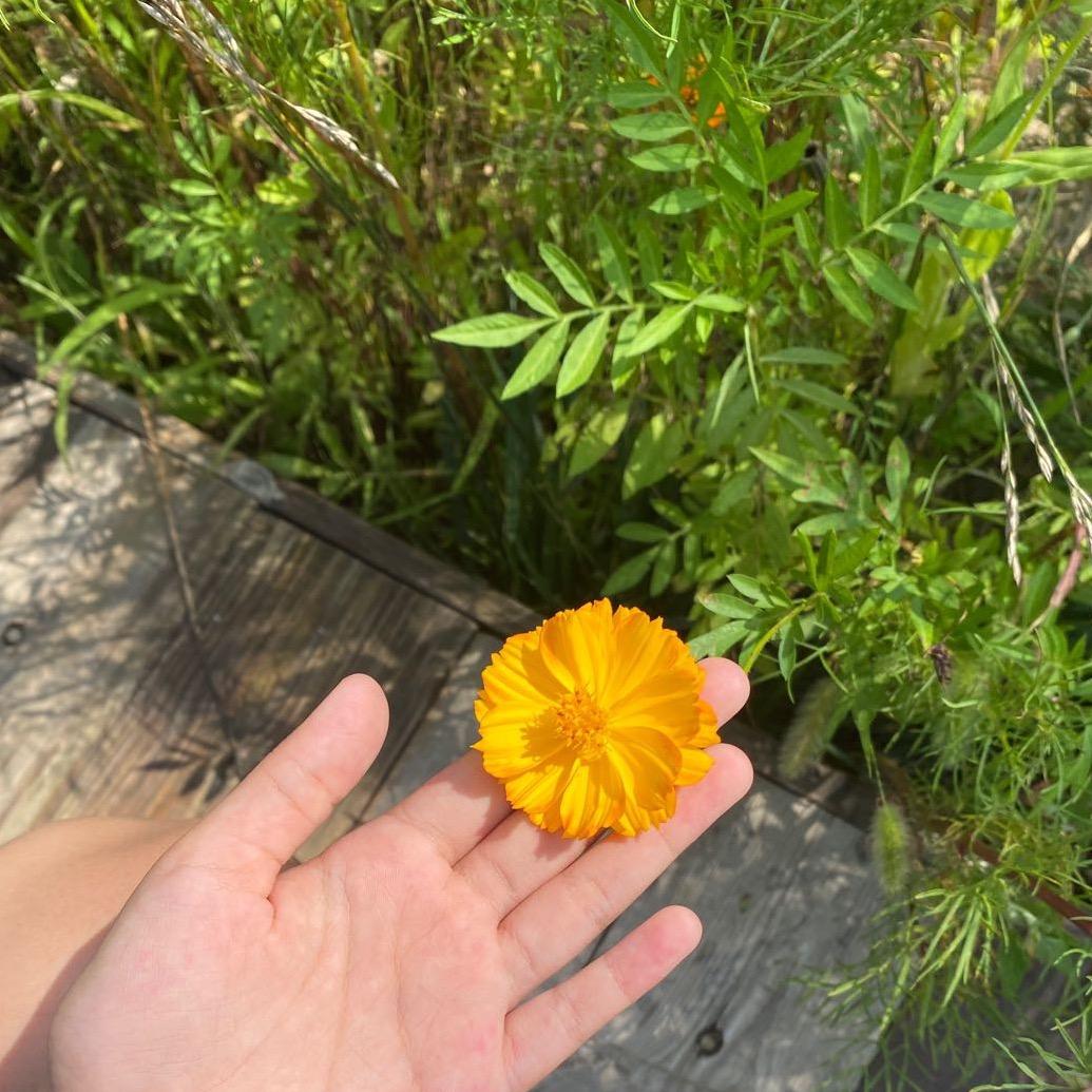 泡沫