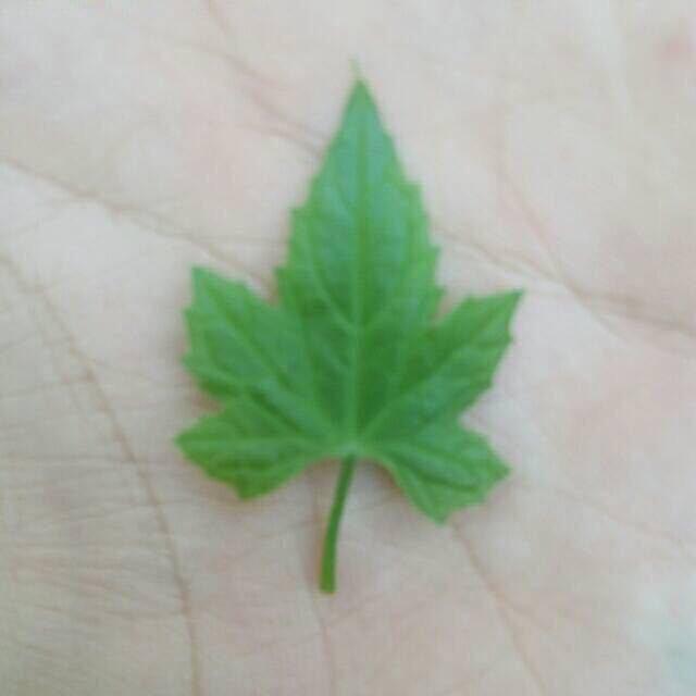 金果（无畏契约）