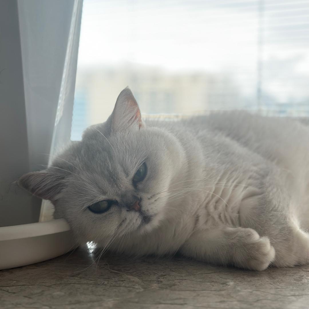 boo哥有猫