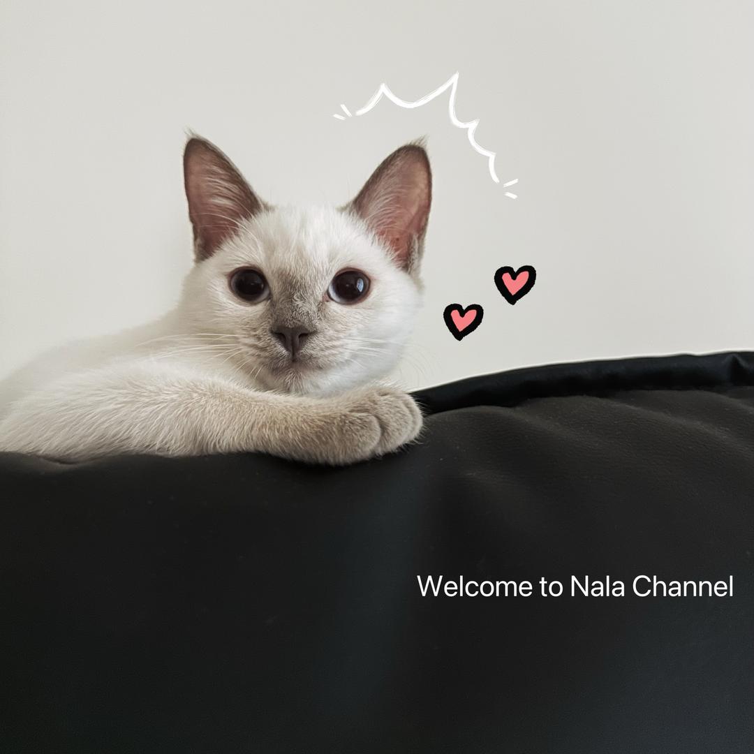 Nala不太疯