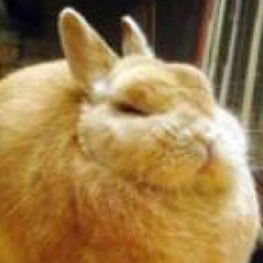 小野菊菊菊菊菊