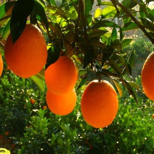 世兵果业奉节脐橙