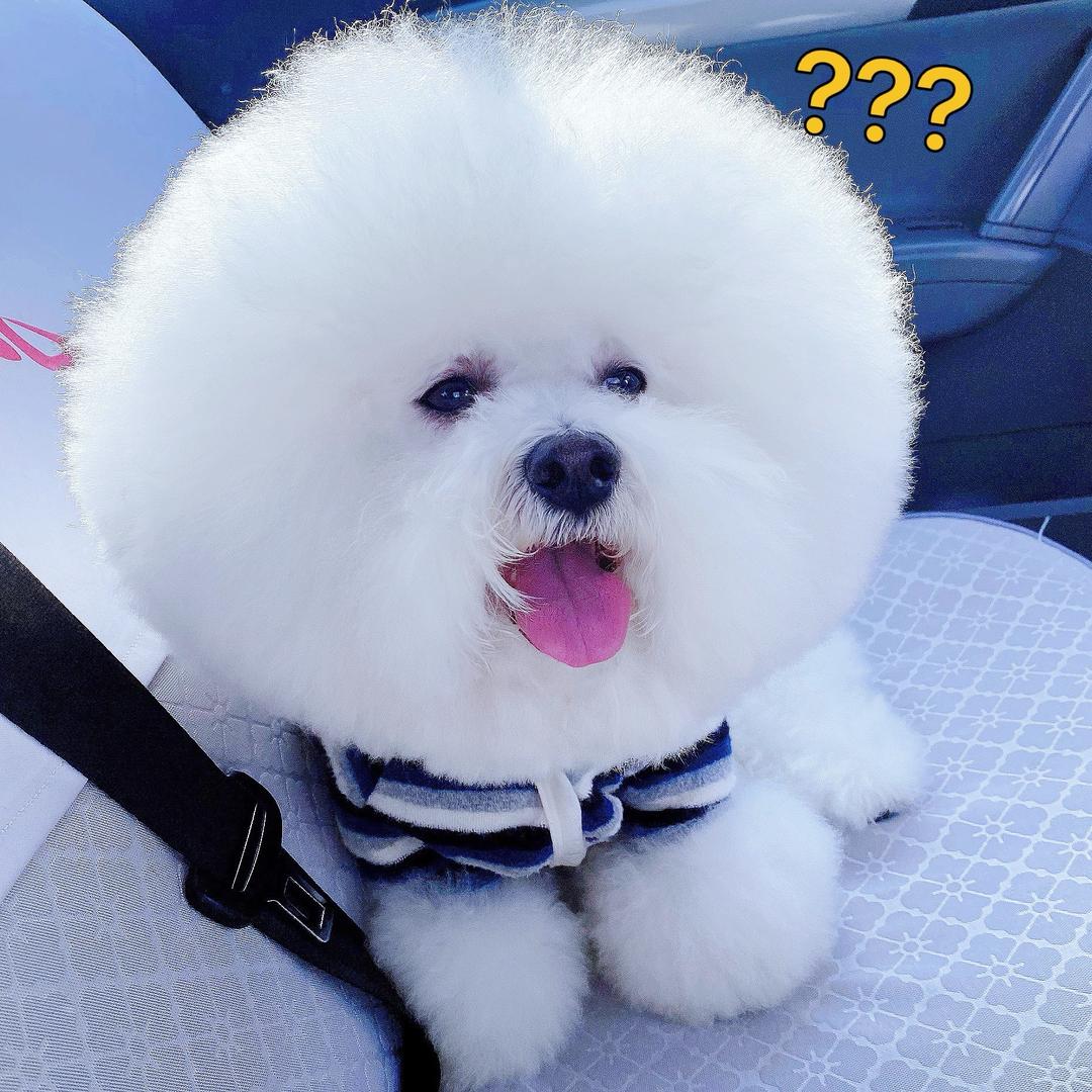 心仔是只小比熊