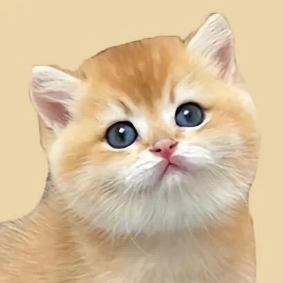 若禧猫驿站