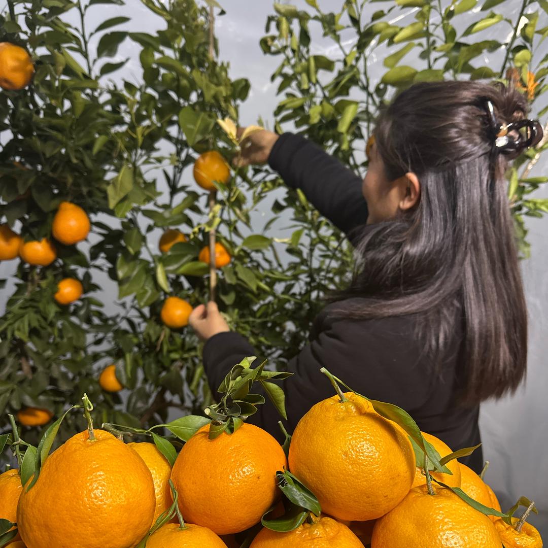 啊纯四川粑粑柑