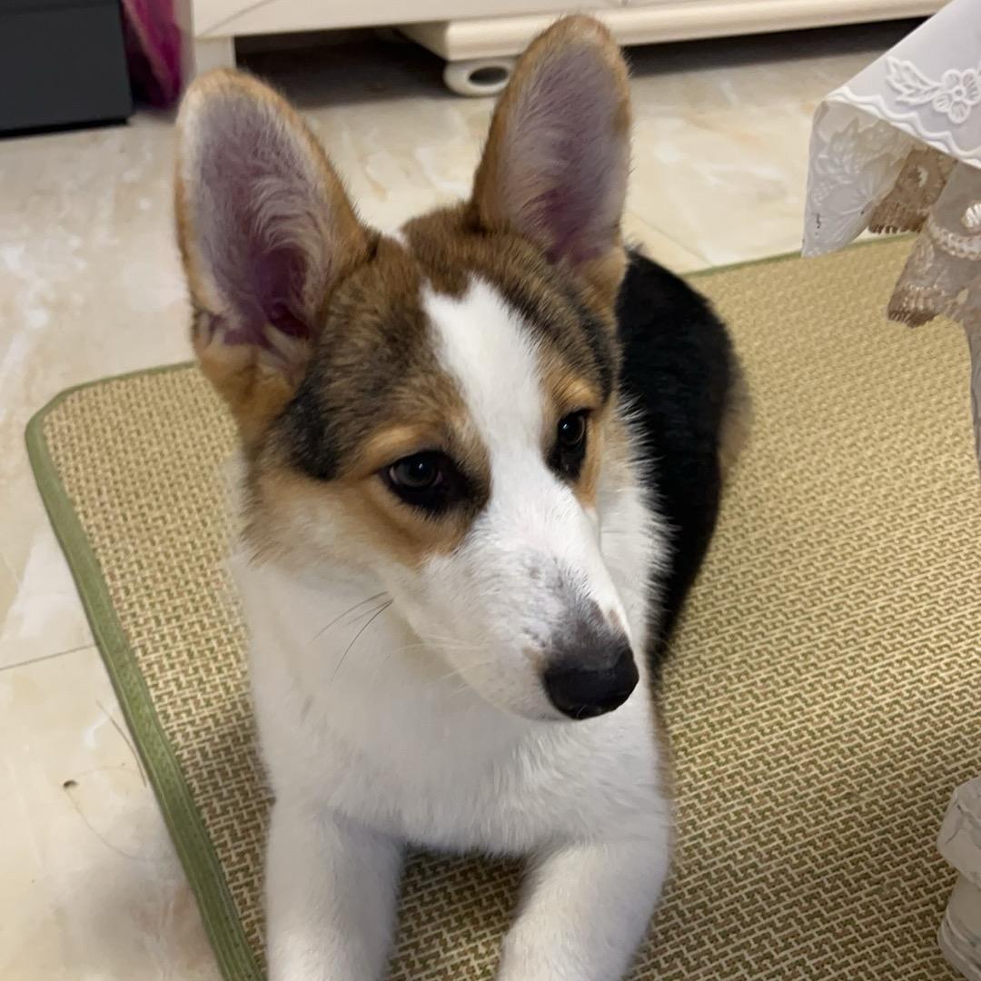 柯基点点的小日常