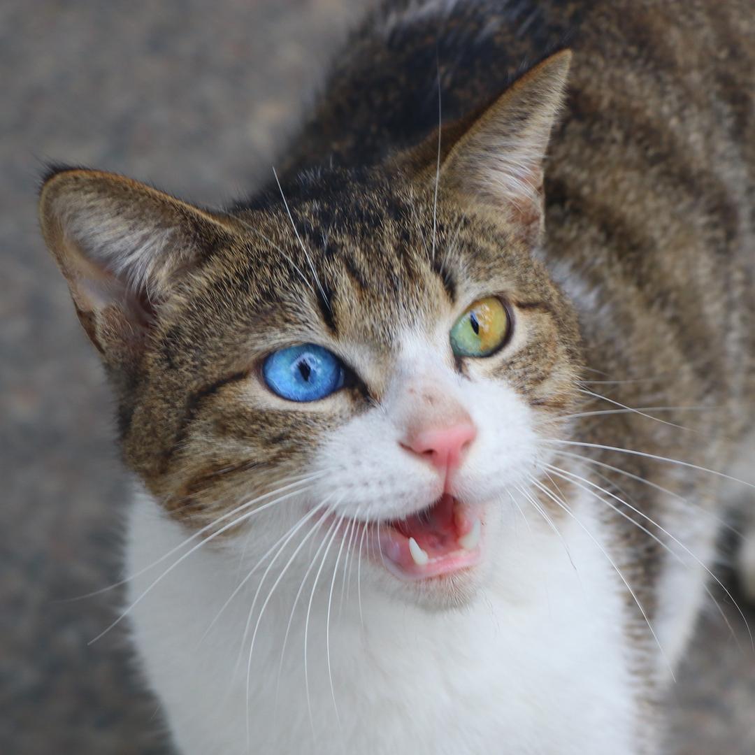 三色异瞳猫（三三）