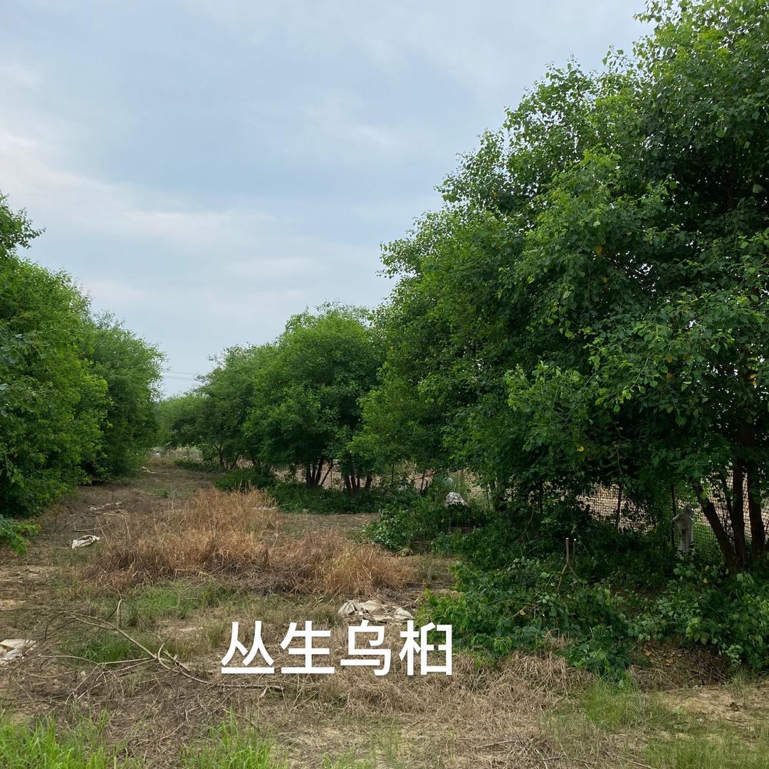 千亩乌桕宣城市宣州区唐氏农场
