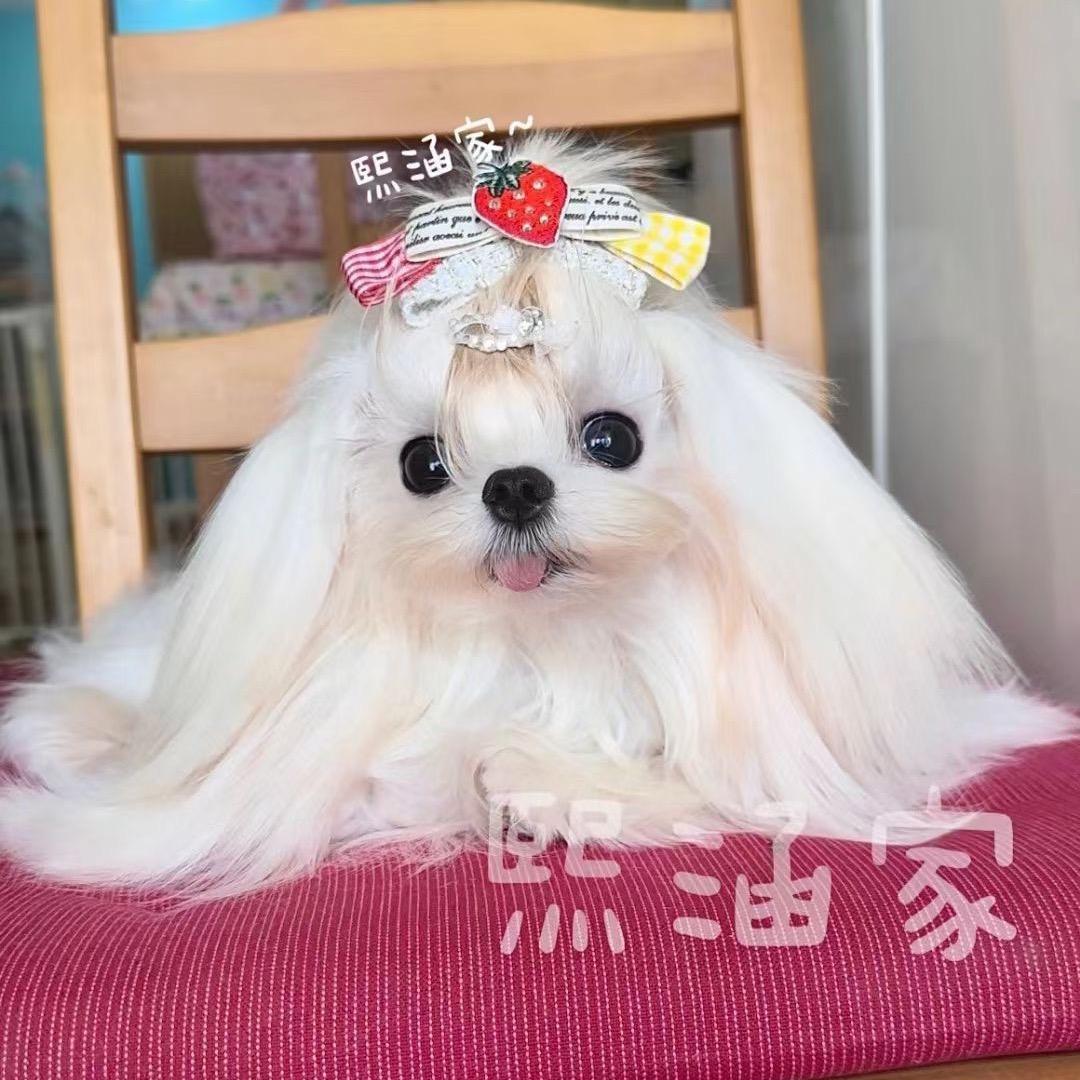 宏图犬业-专业小型犬繁殖技术指导