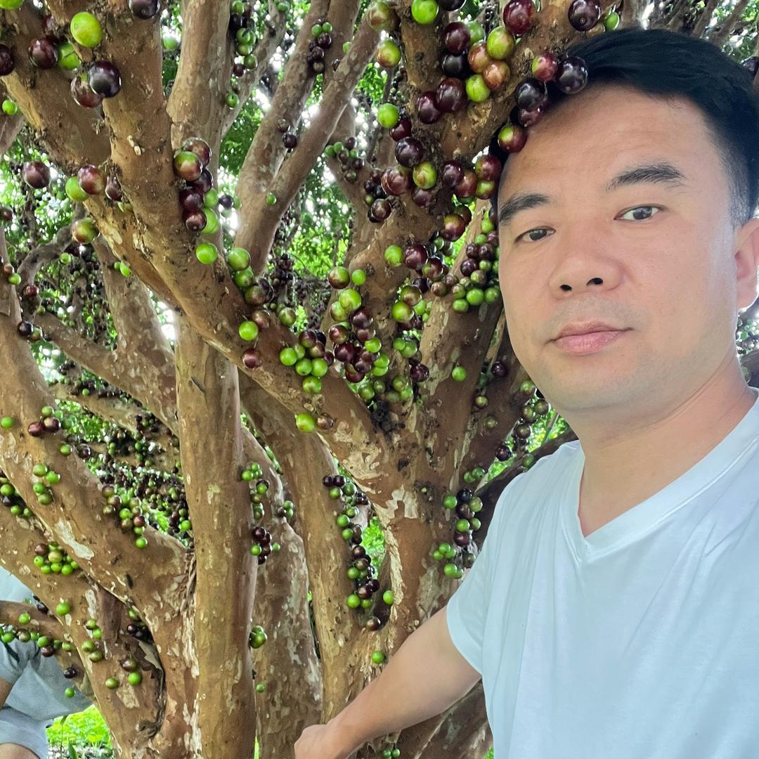 树哥果苗绿植花卉盆景