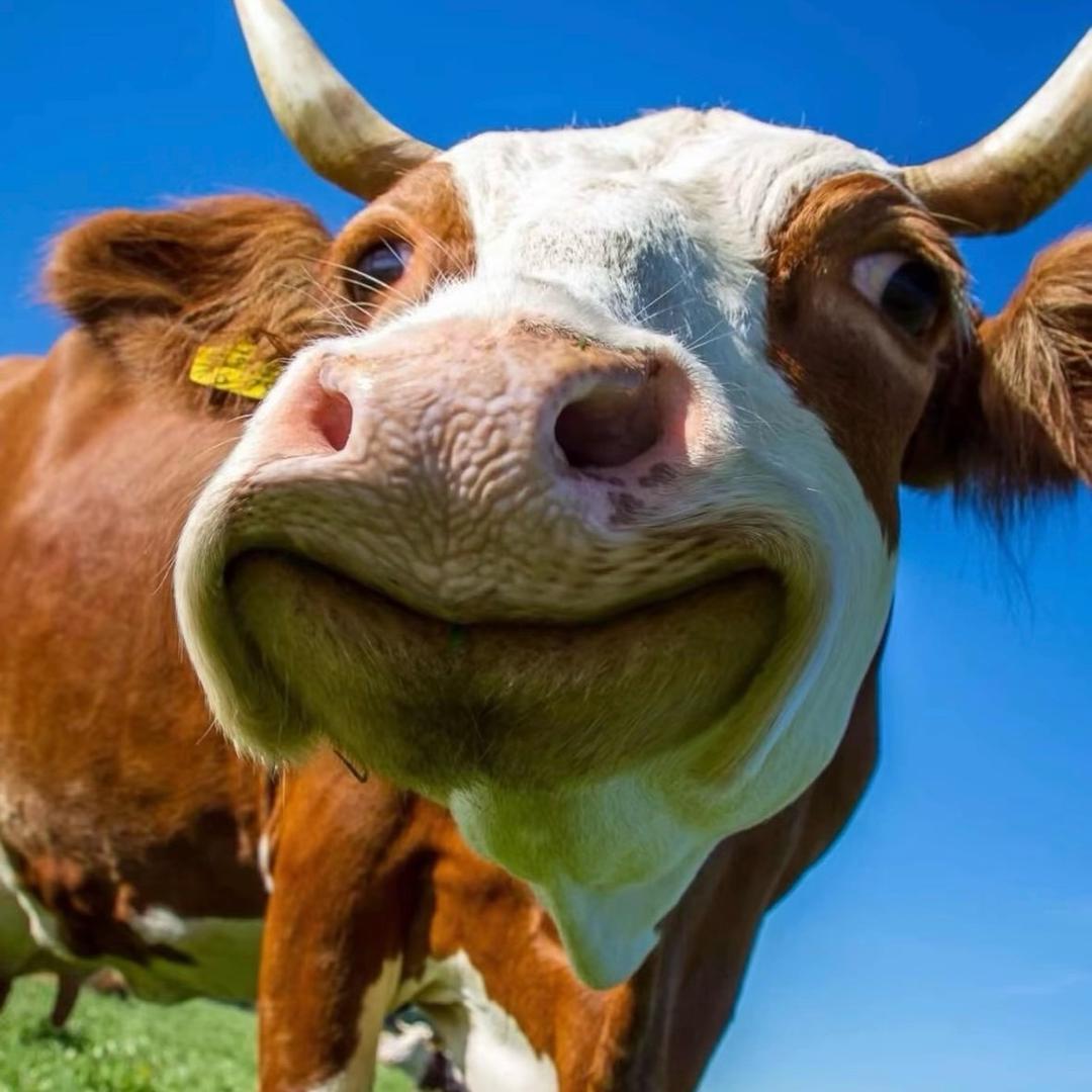 翡翠豆腐汤（睡神版）