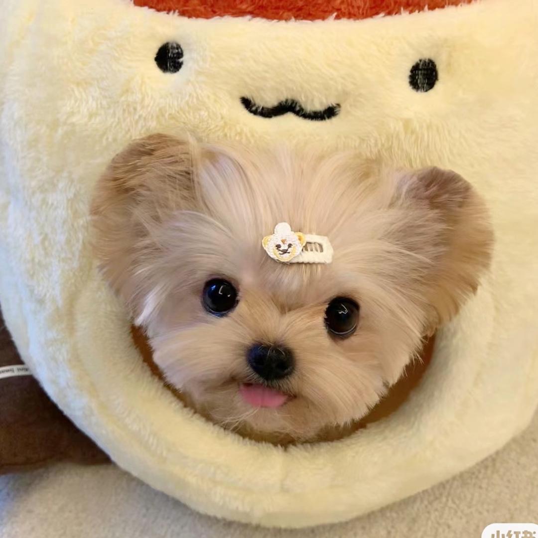 网友琪.